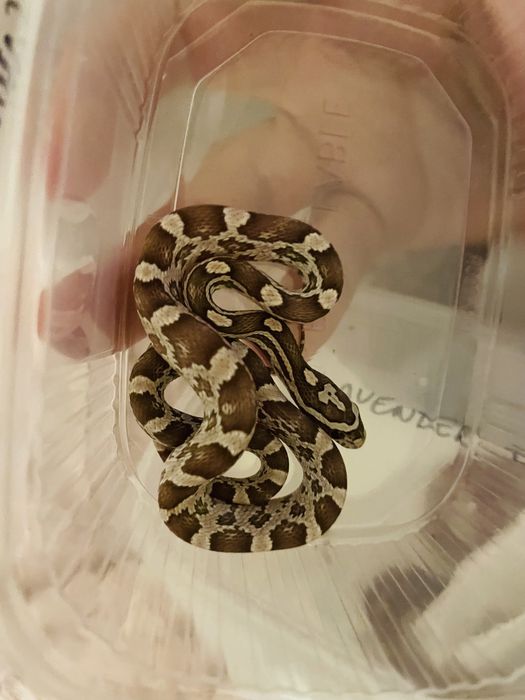 Wąż zbożowy z wyposażeniem