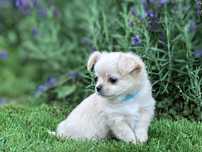 Chihuahua długowłosa - FANFAN TULIPAN