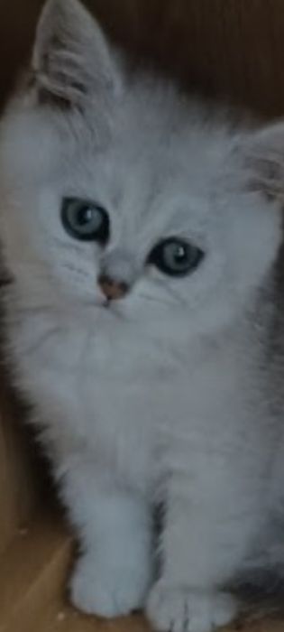 NA JUZ Kocurek srebrny krótkowłosy