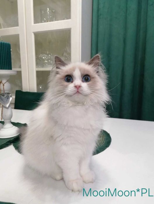 Kocurek rasy Ragdoll Andy -  rodowód FPL