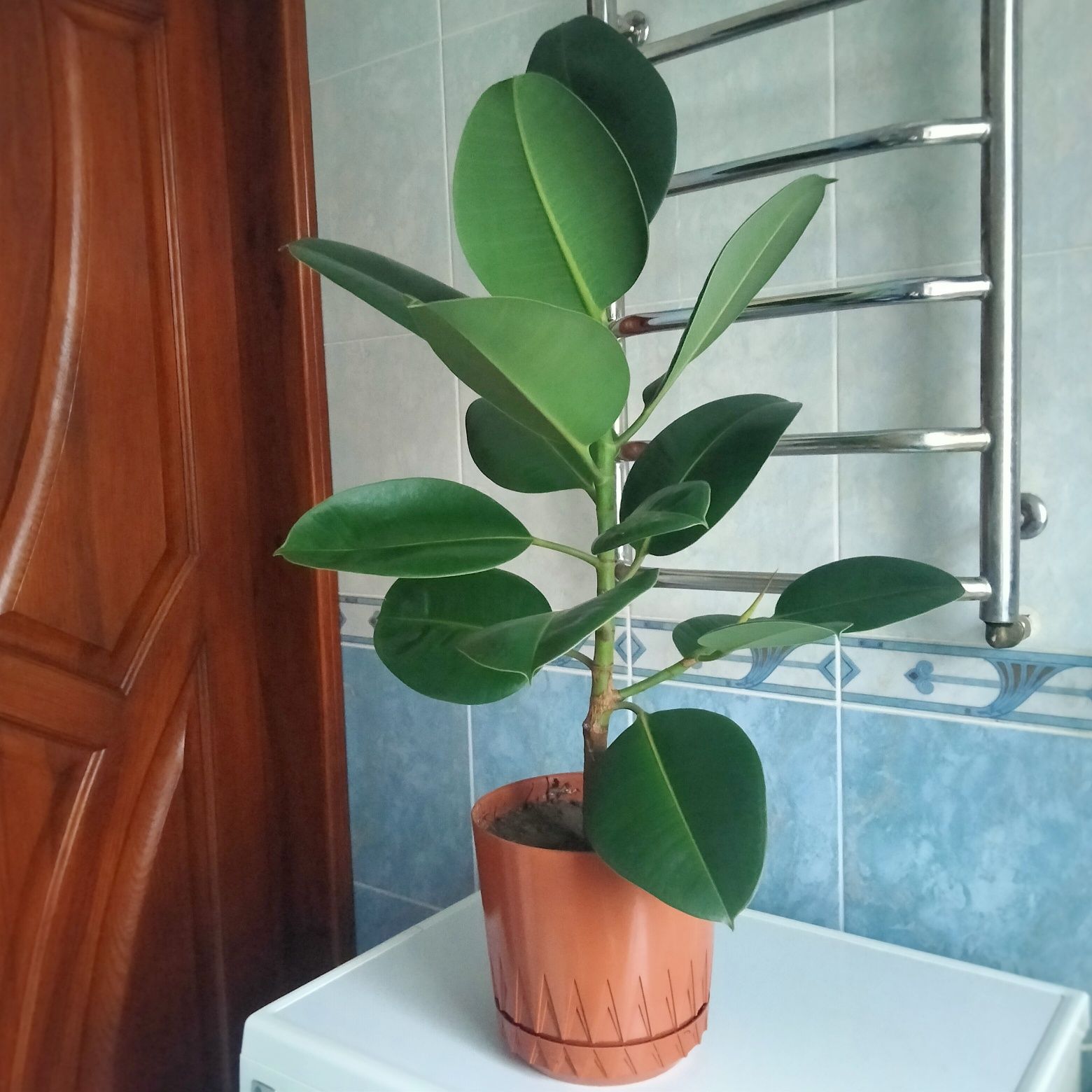 Продам фікус (висота з горщиком -85см)