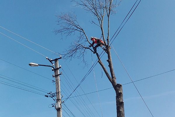 Зрізання та обрізка дерев; розчищення ділянок; порізка та рубання дров