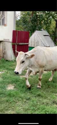 Корова біла…чистокровна/породиста