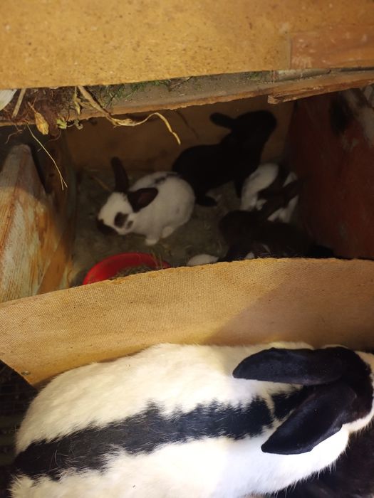 Продам кролики німецький строкач велетень.