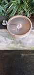 Disco novo para placa de forno Balay