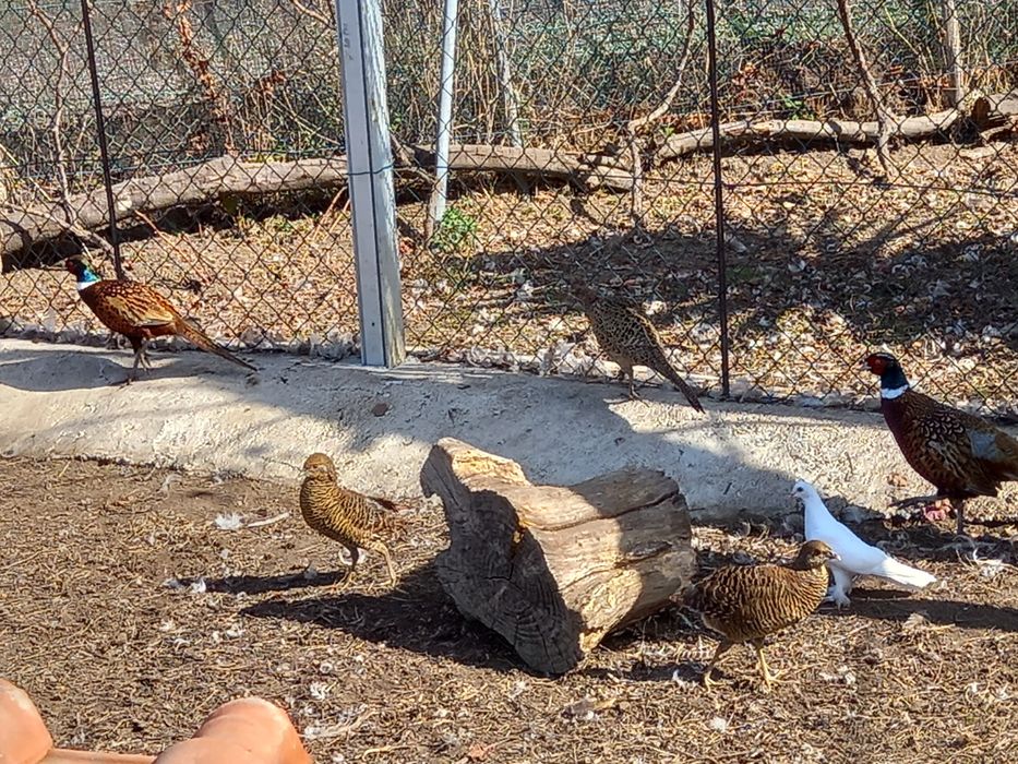 Lote 6 faisões versicolor