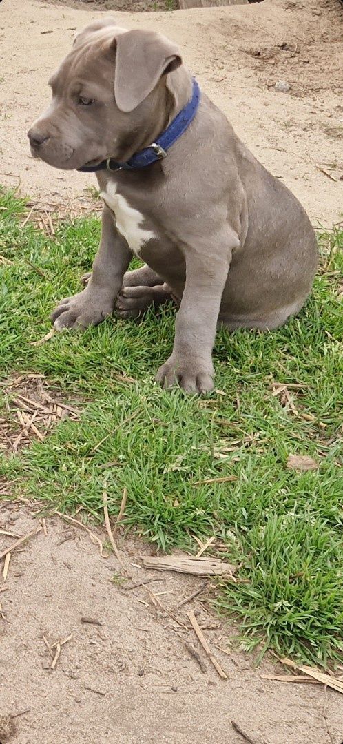 american staffordshire terrier piesek