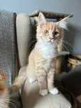 Kotka Maine Coon