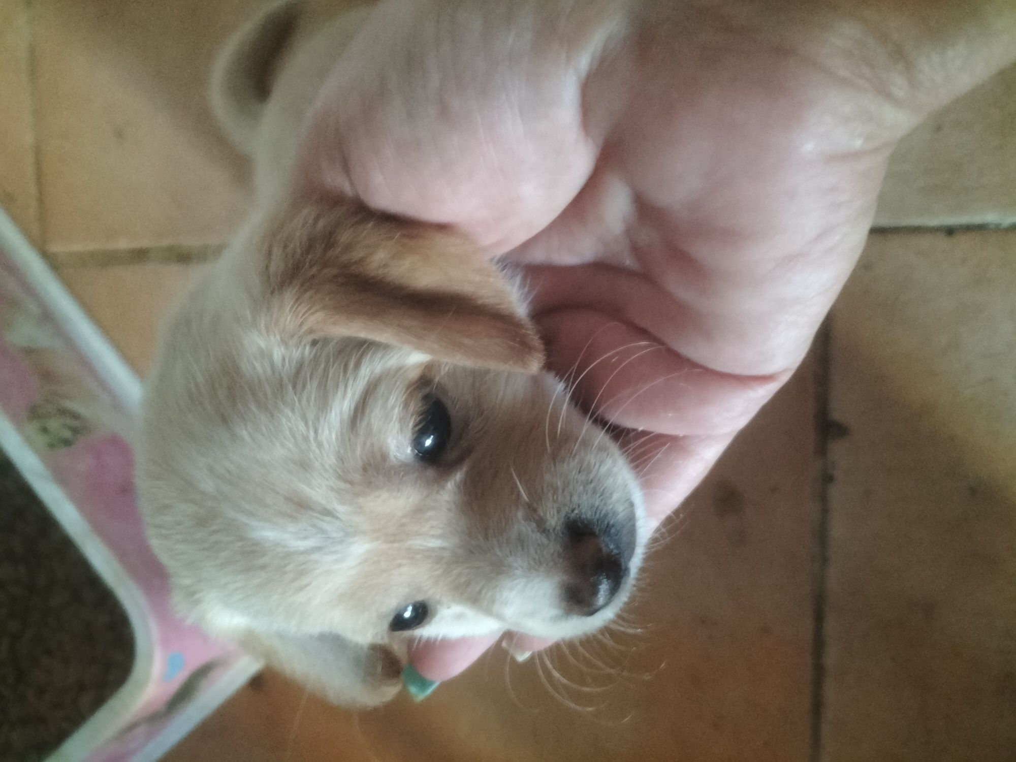 Cães bebés para adoção