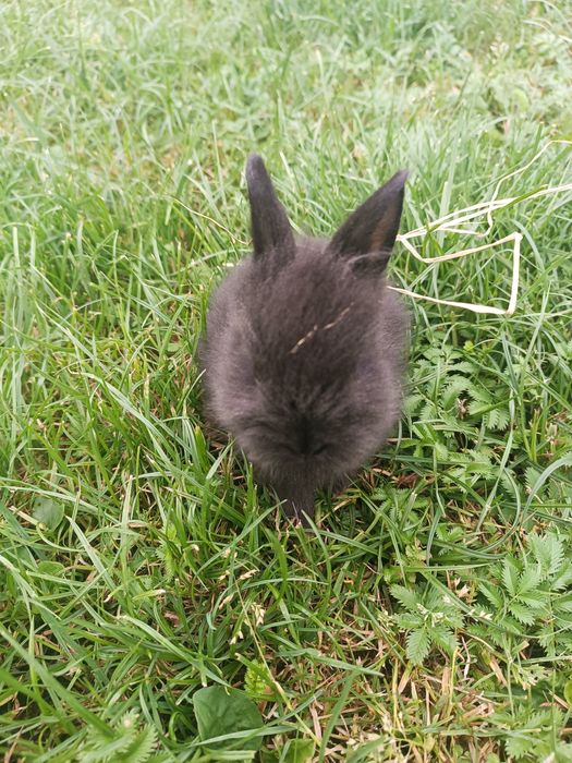 Króliki Lewki miniaturki czarne