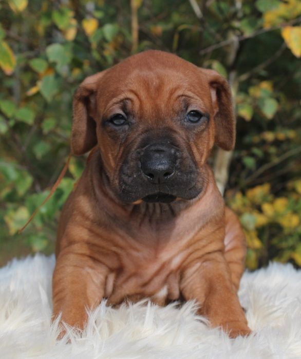 Rhodesian Ridgeback-urocza suczka