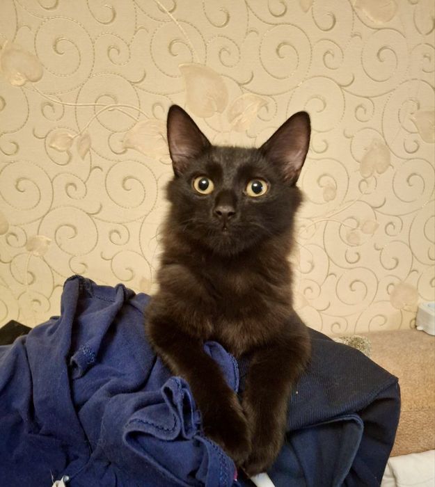 віддам котика безкоштовно