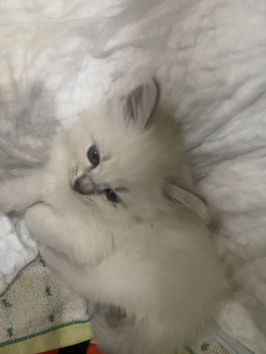 Продам кошенята Невска Маскарадна
