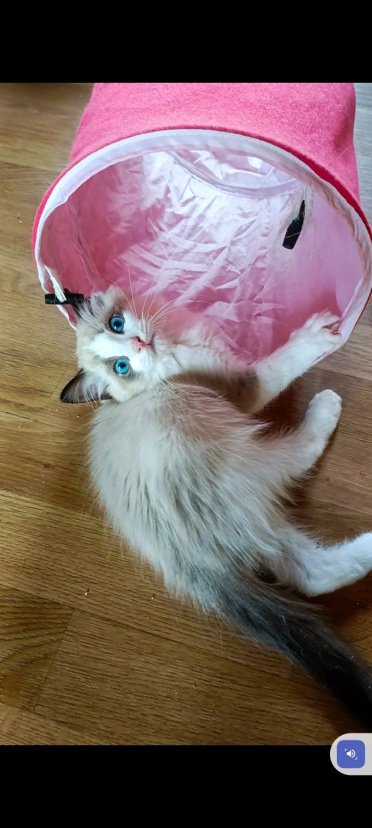Śliczny kotek Ragdoll seal bicolor