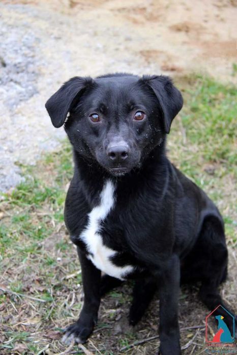 Piesek Foks szuka domu