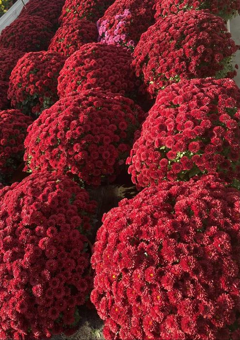 Chryzantemy różne kolory