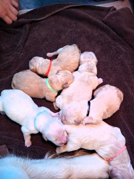 Golden Retriever ZKwP FCI