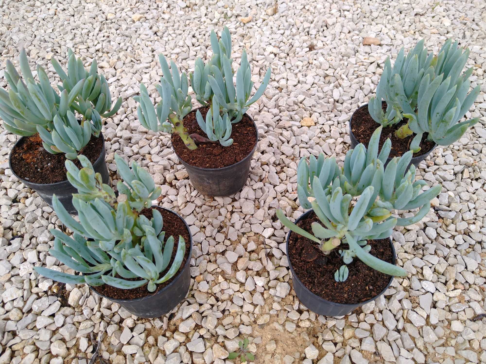 plantas Senecio serpens