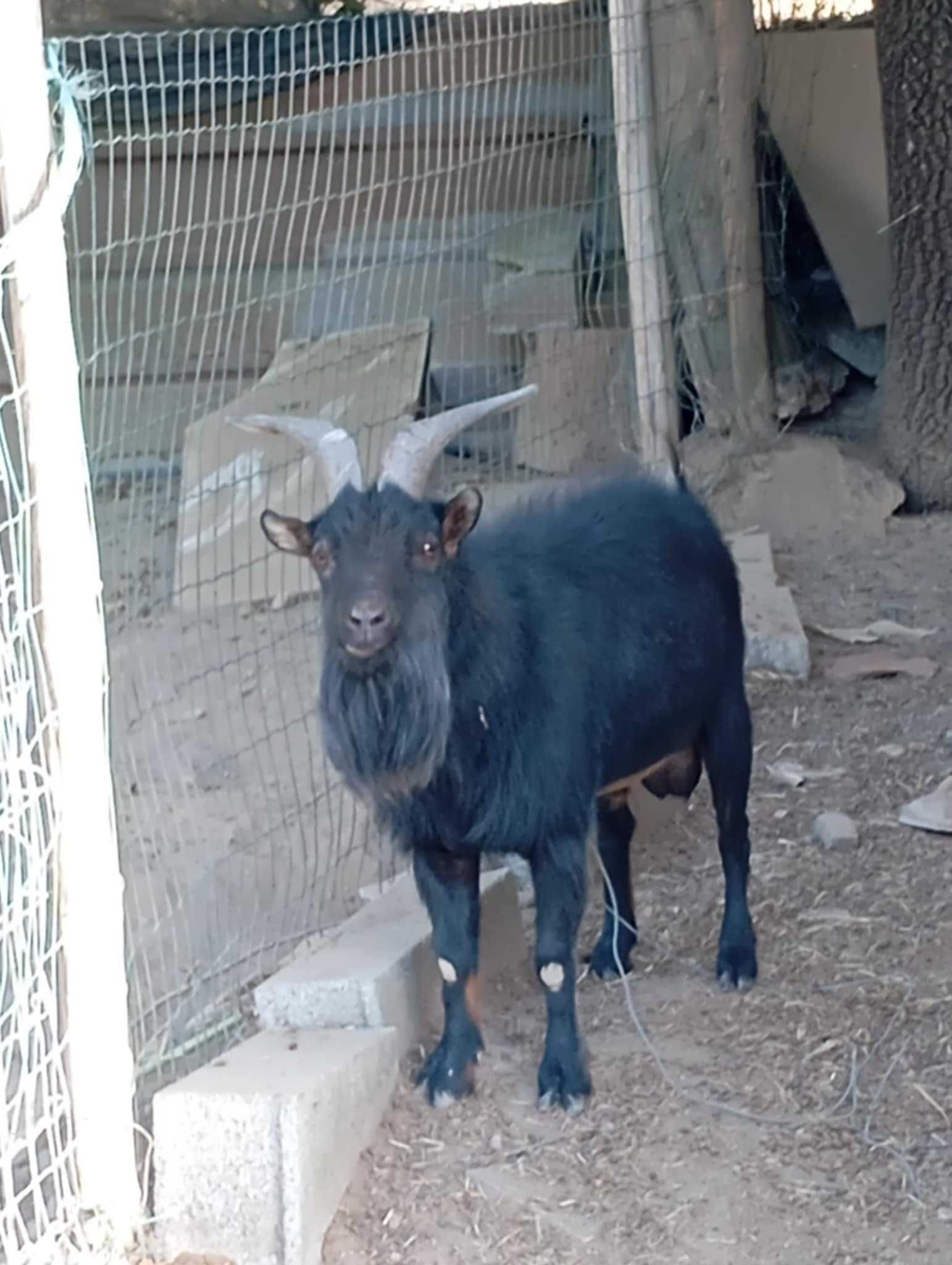 Cabra anã Casal e Cabrito