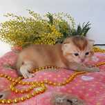Породистый британец золотая шиншилла клубный Киев котята, котики