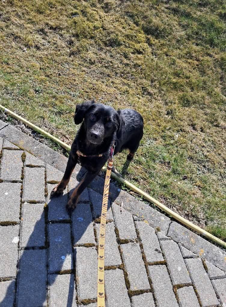 Kiki do PILNEJ adopcji