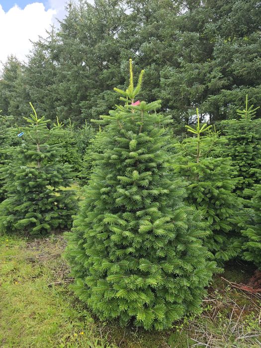 Jodła kaukaska pierwsza klasa