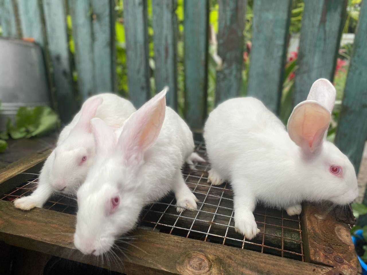 продам кроликов породи термонская белая