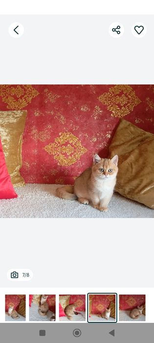 Kotek .Brytyjska złota szynszyla w kolorze ny11