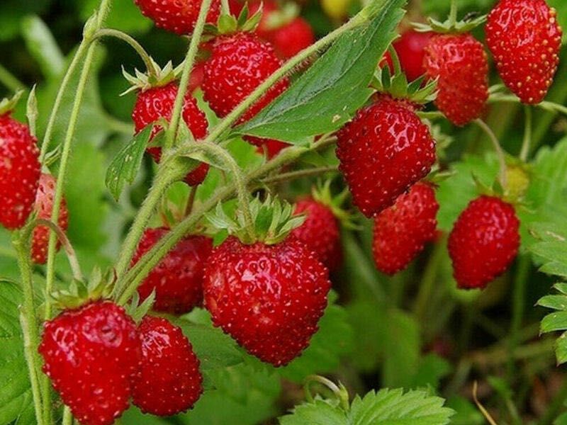 Poziomka czerwona FRAGARIA VESCA - sadzonki na sprzedaż
