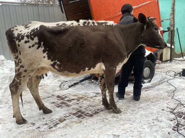 Продам корівку Айширку