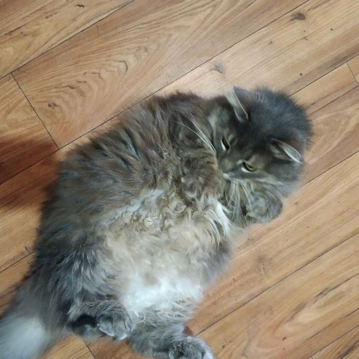 Отдам кошечку в хорошие руки