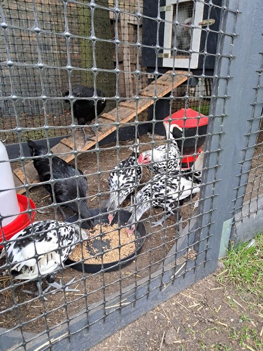 Hamburgi Ayam Cemani