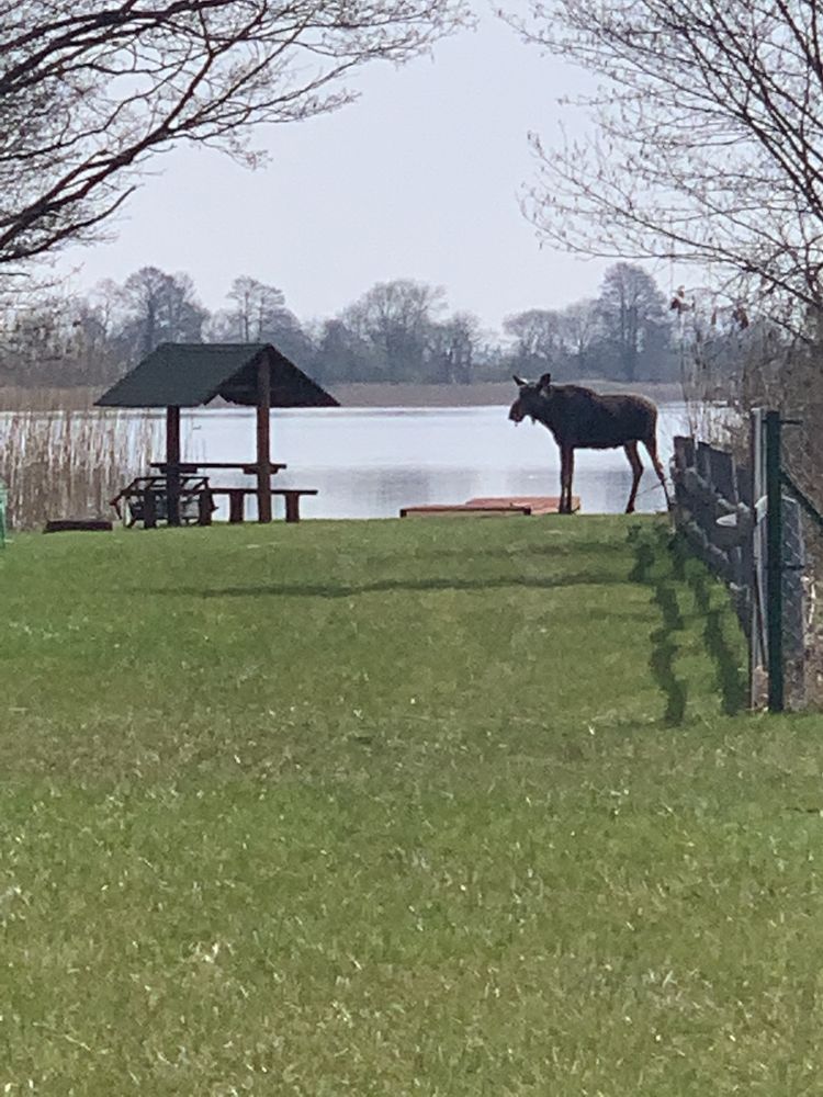 Prażmowo,bania,sauna.Pomost z linią brzegową j.Jagodne, łódka,kajaki