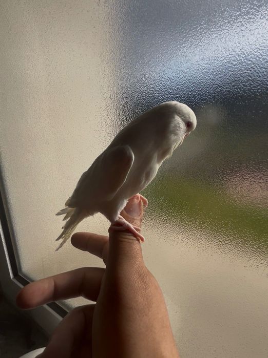 Piriquitos ingleses domesticados