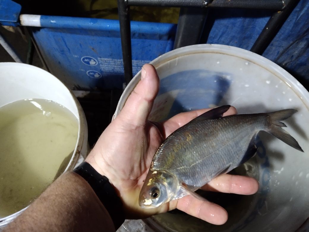 Karp narybek kroczek