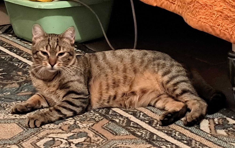 Piękna i łagodna Mela czeka na dom