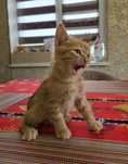 Котик в добрі руки