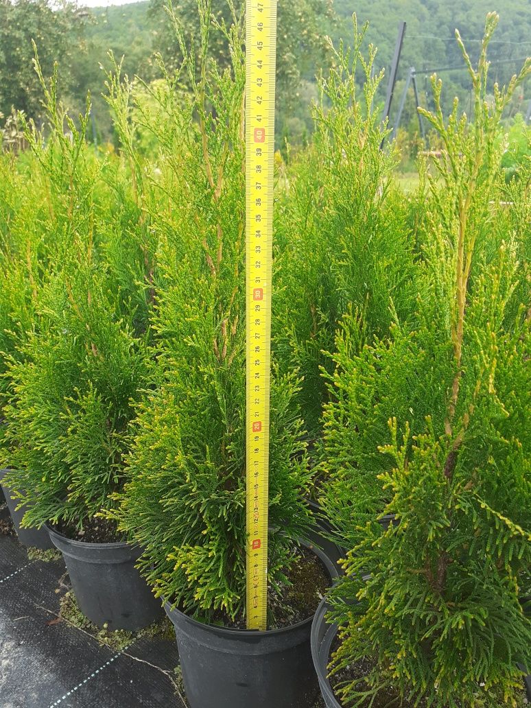 Tuja Szmaragd 50-60 cm w doniczkach 2,5 l
