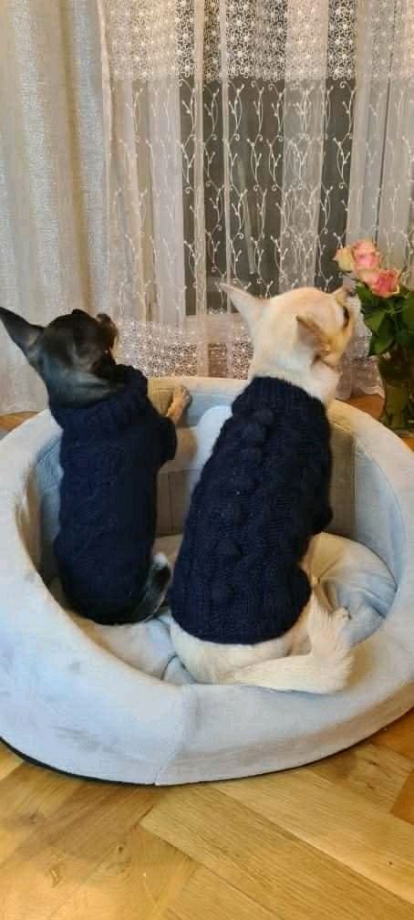 Śliczne sweterki dla kotków i piesków.