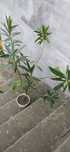Oleander roslina Zamienię