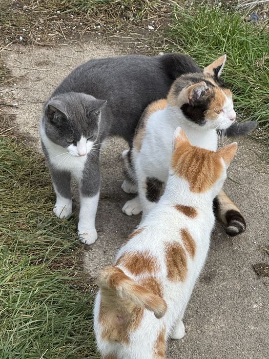 Kotka rudo-czarno-biała