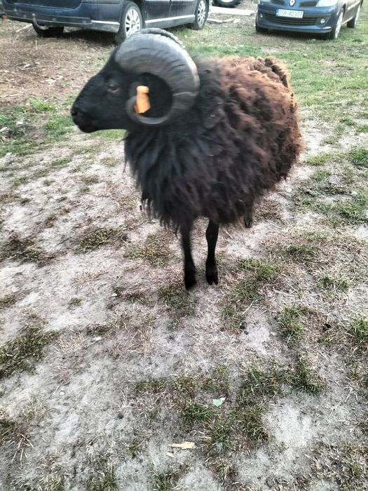 Zamiana na inne owcę