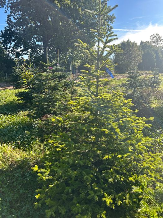 Choinki Jodła kaukaska ,Gałęzie NOBILIS ,NORDMAN - promocja