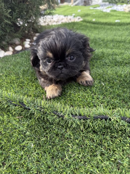 Pequinês/ Pequinoi menina