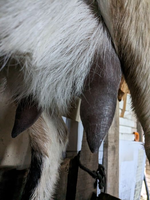 Kozioł cap Koziołki mix an anglonubijskie