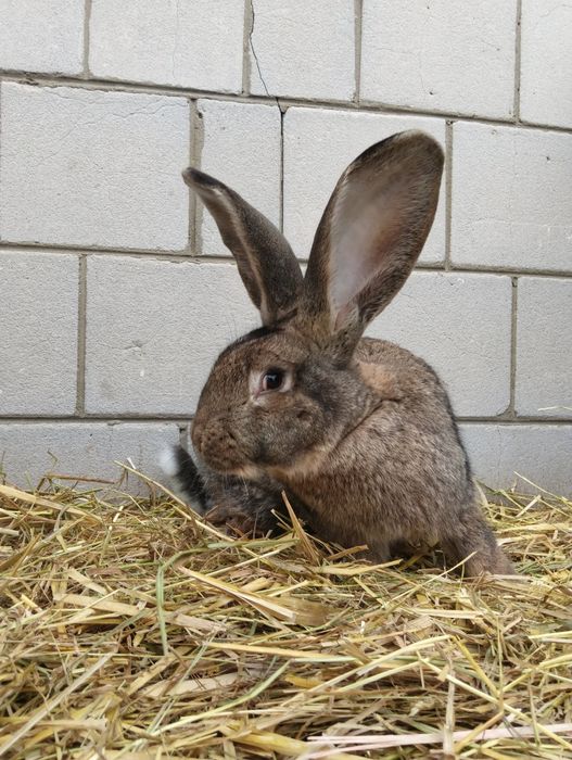 Sprzedam olbrzymy belgijskie