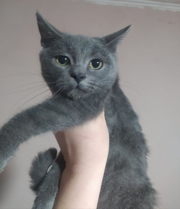 Срочно ищу дом деткам