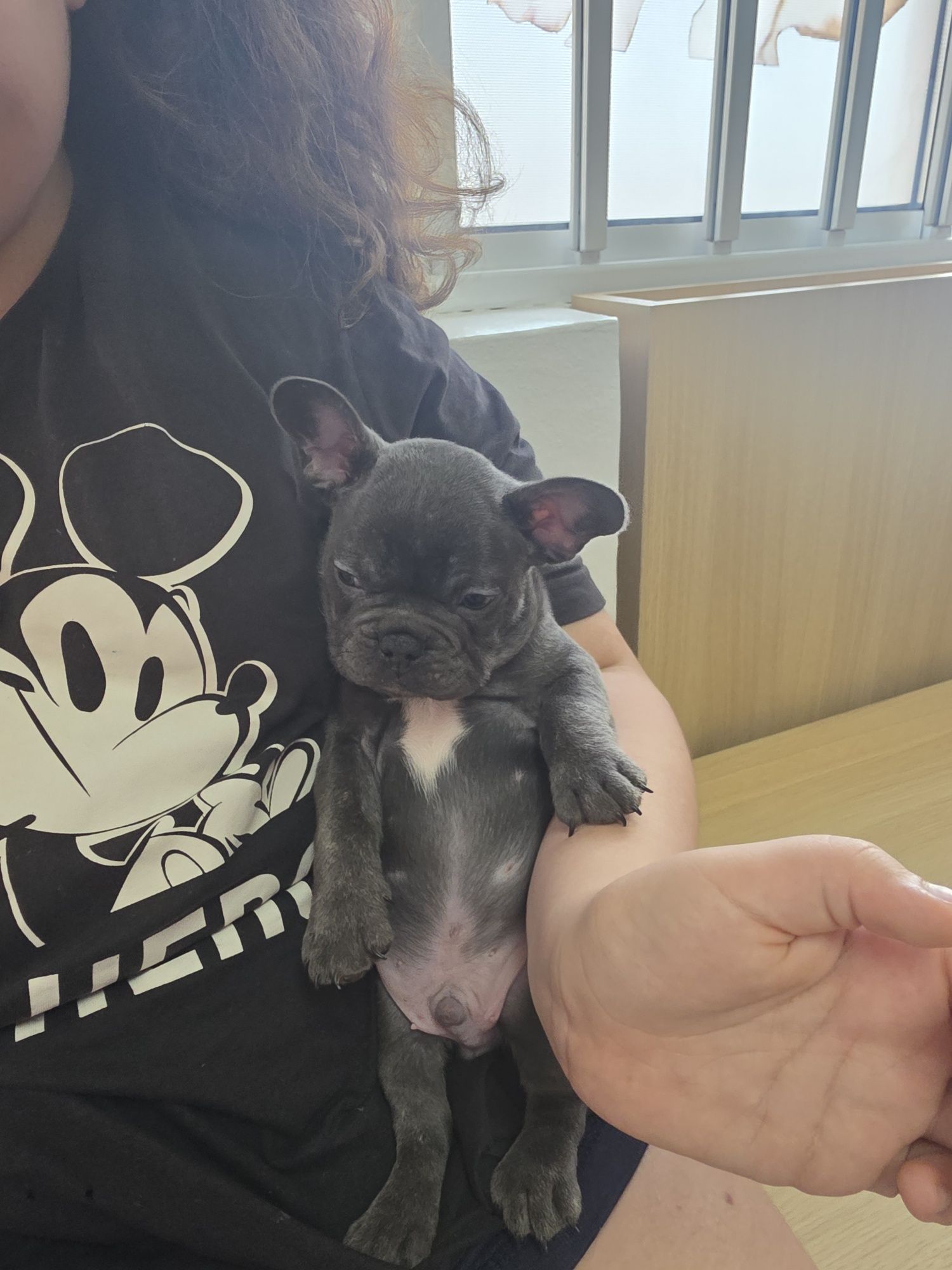 Bulldogue francês menino blue