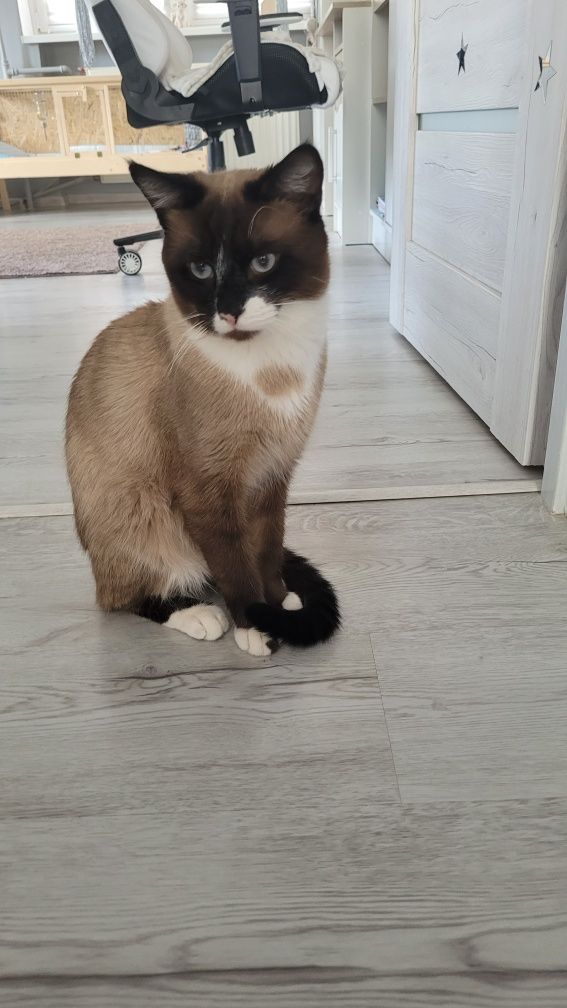 Oddam Kiciusia tylko w dobre ręce.
