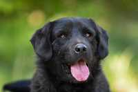 SZARLO - piękny psiak w typie Labradora poleca się do adopcji